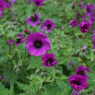 Geranium psilostemon